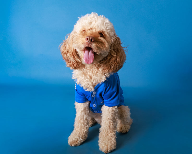 Dog portrait on a blue studio backdrop
