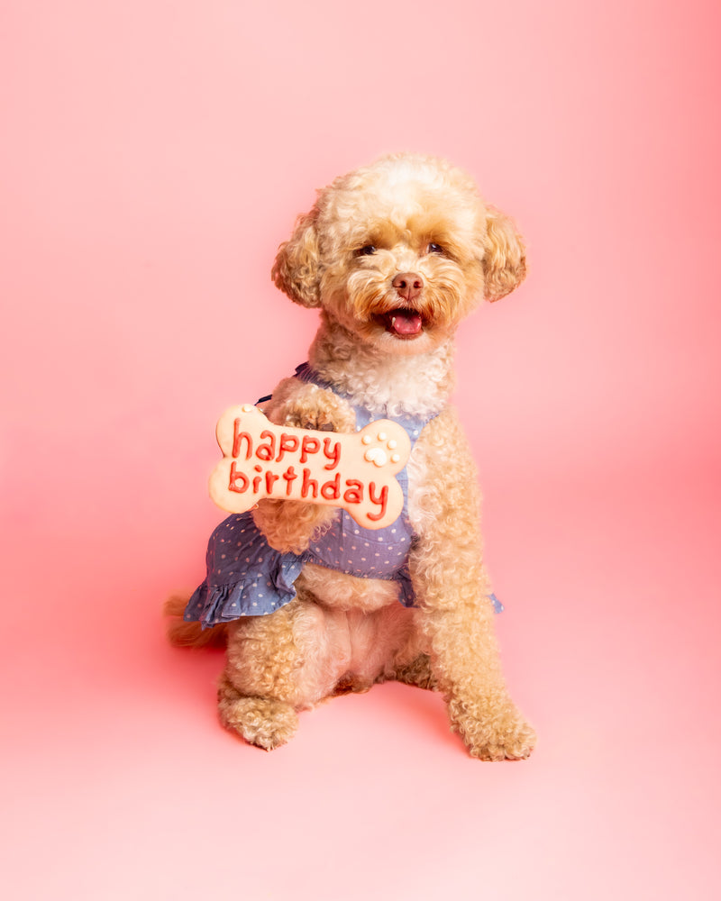 Pet photographed on a soft pink background
