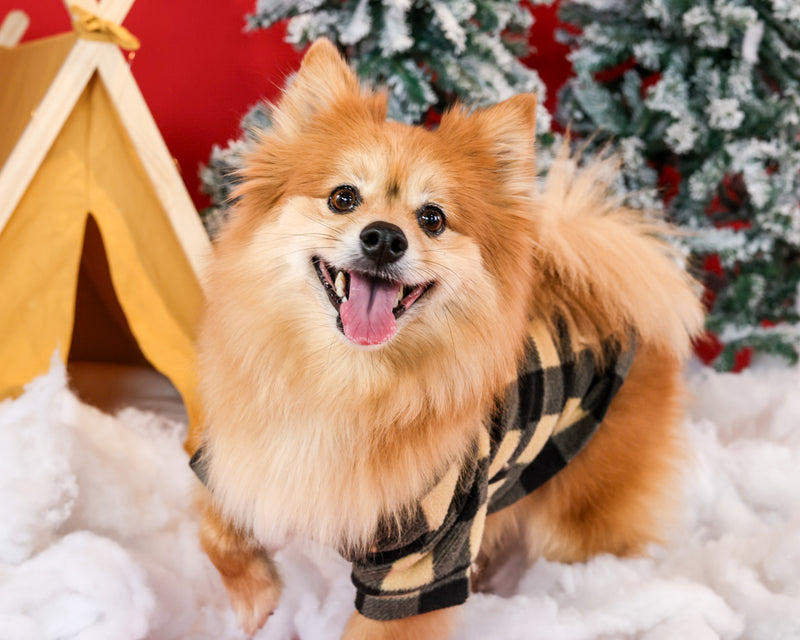 Christmas portrait captured in a professional studio
