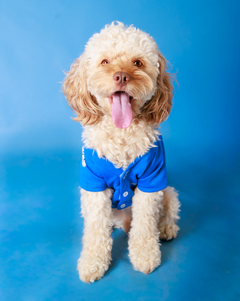 Professional Toronto dog photography on blue
