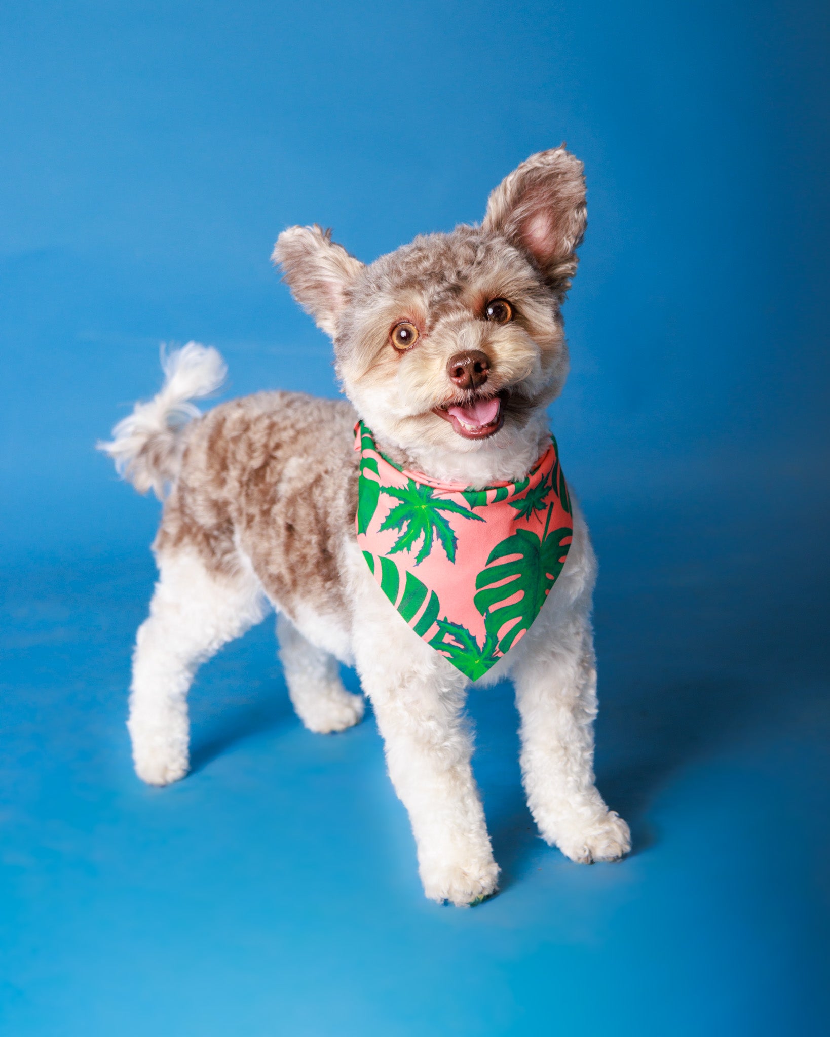 Pet Portrait Session