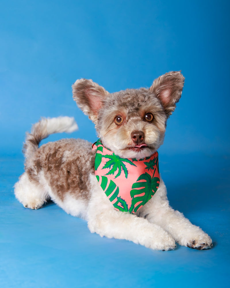 Luxury indoor pet photography on a blue set
