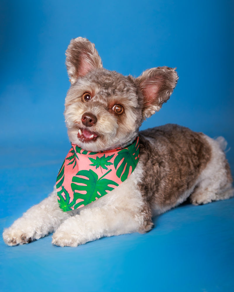 Professional pet photoshoot on a blue backdrop
