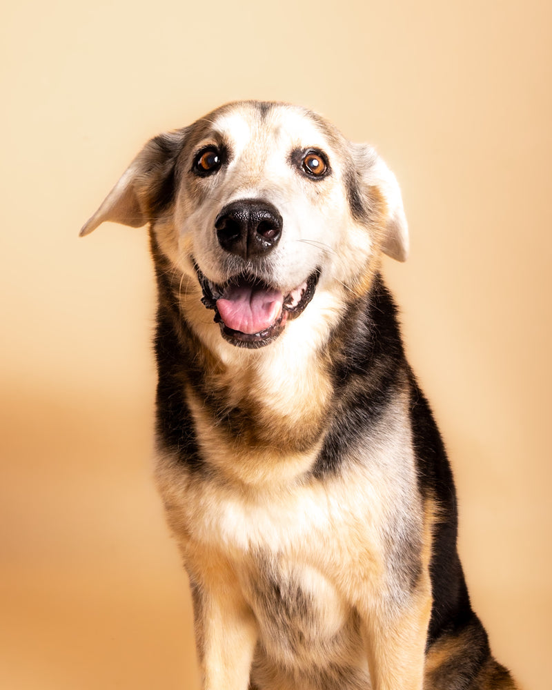Beautiful pet portrait on a beige photography backdrop
