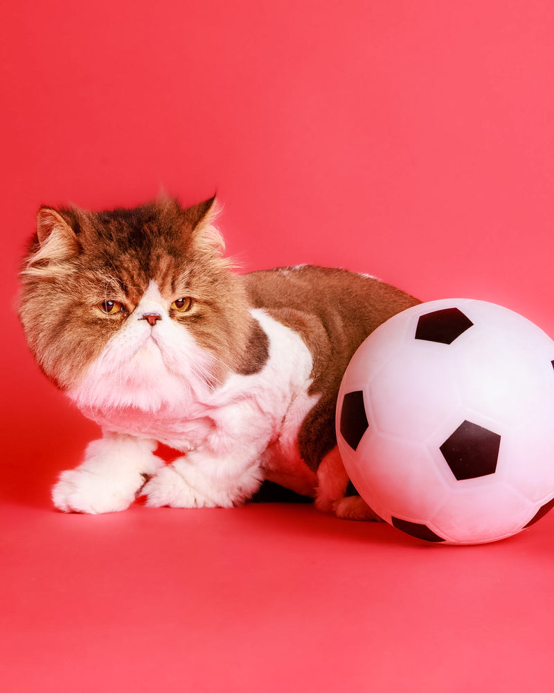 Toronto pet photography with a red backdrop
