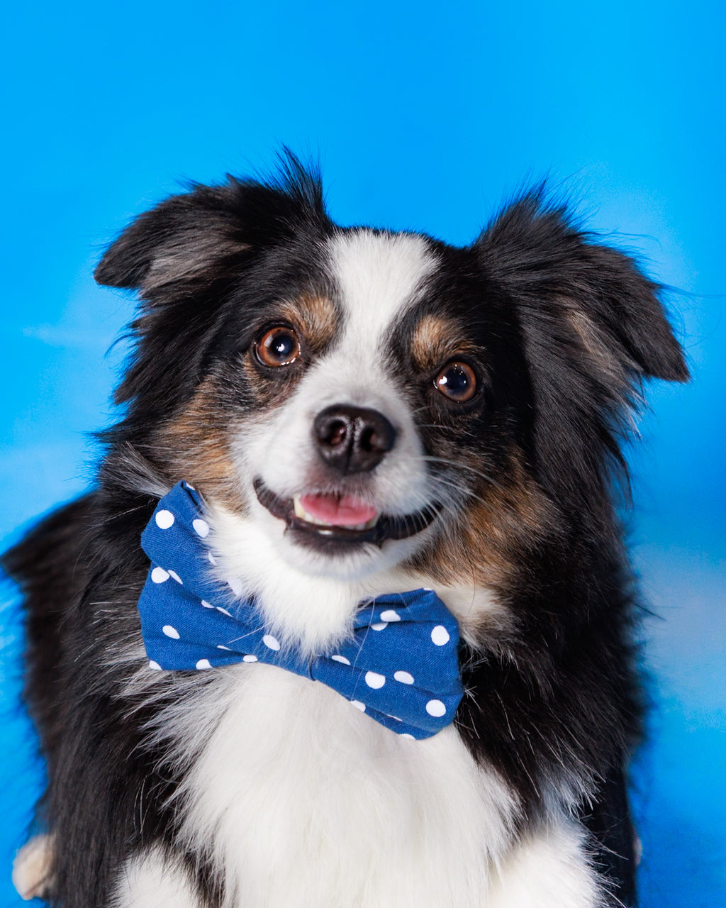 Pet Portrait Session
