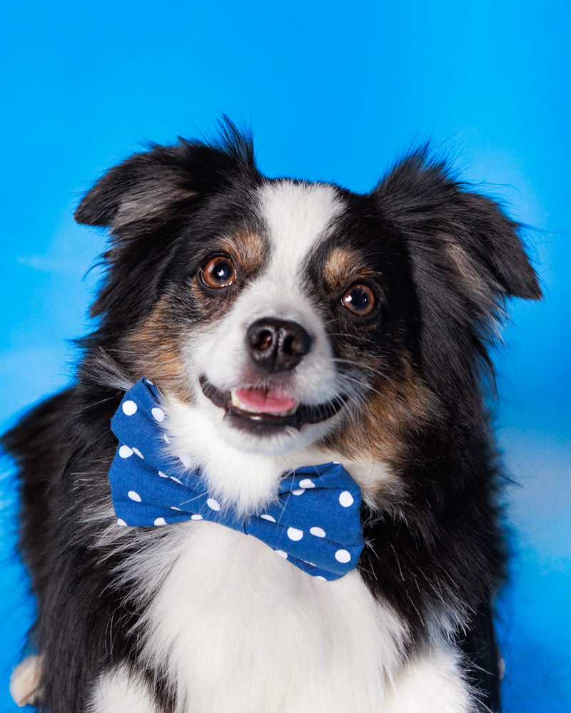 Studio portrait of a dog on a blue background
