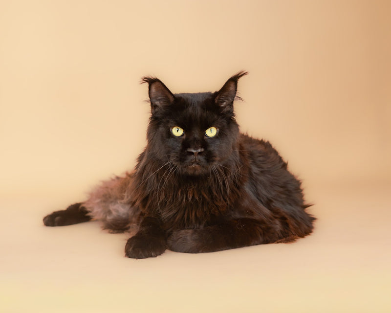 Toronto pet photographer capturing beige backdrop portraits
