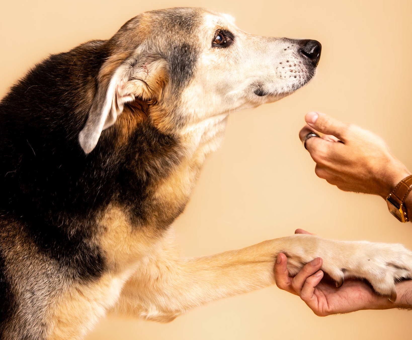 Dog photographed on a modern beige backdrop

