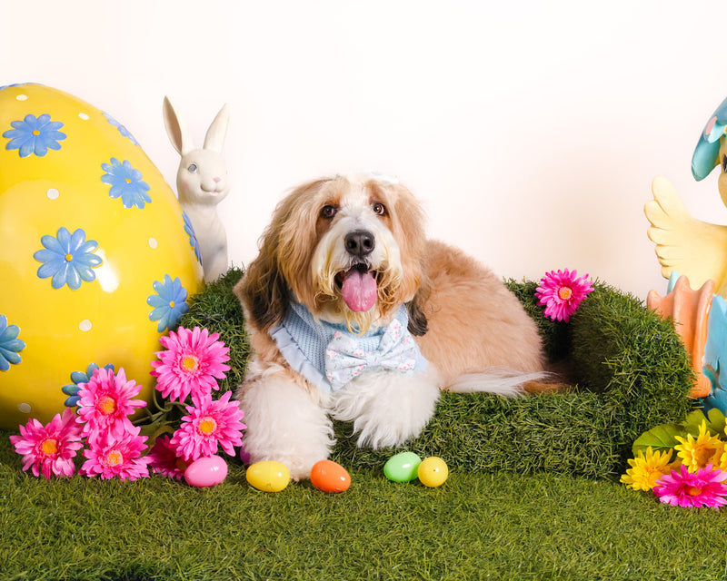 Elegant spring photography session
