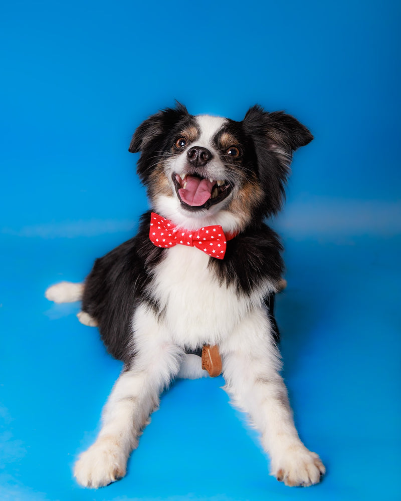 Fine art pet photography with a blue background
