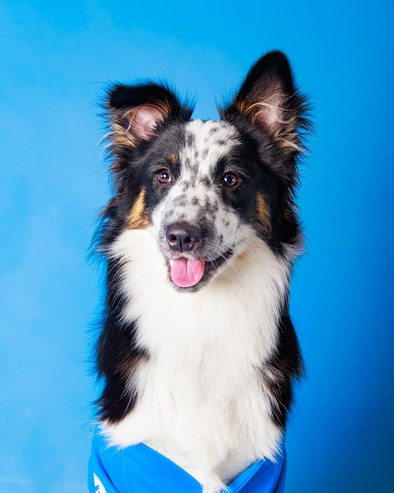 Toronto pet photography with a blue backdrop
