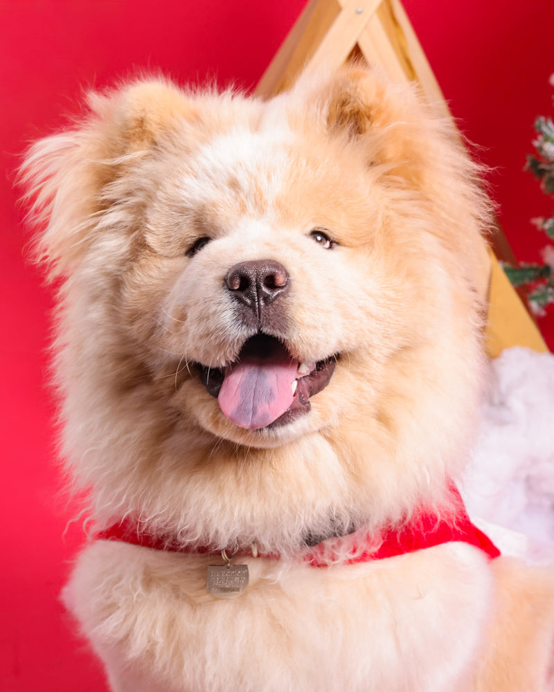 Seasonal dog portrait with festive decorations

