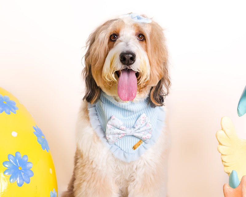 Professional spring pet portrait in Toronto
