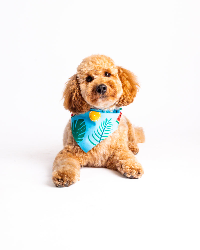 Professional pet portrait on a white studio backdrop in Toronto
