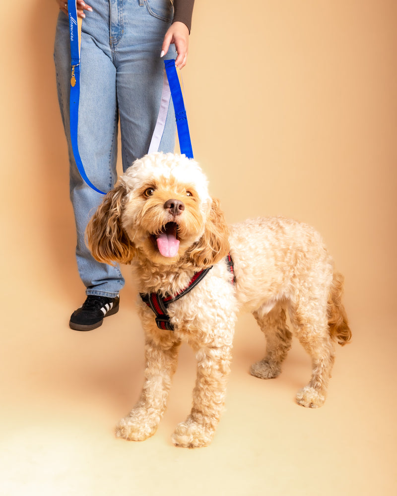 Professional pet portrait in a Toronto photography studio
