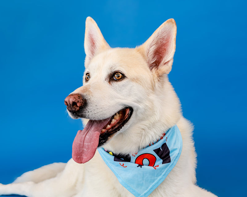 Colourful studio pet portrait on a blue background
