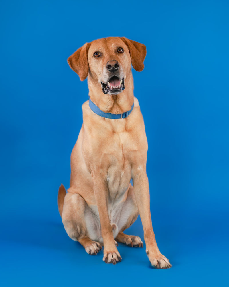 Indoor pet photography with a blue backdrop
