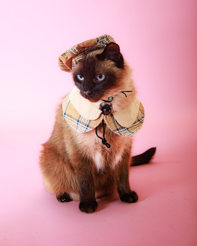 Beautiful indoor pet photography session
