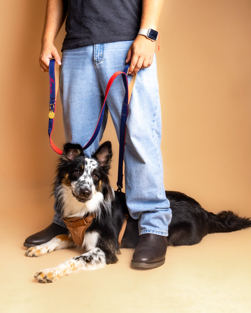 Clean and elegant beige backdrop pet portrait
