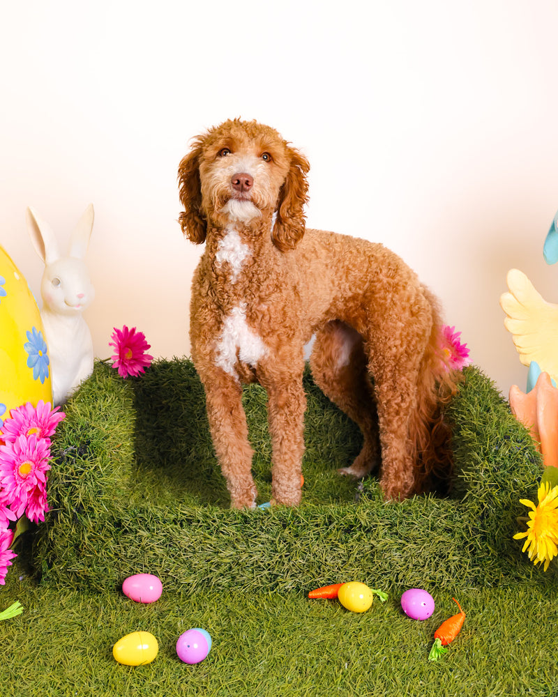 Spring collection pet photography
