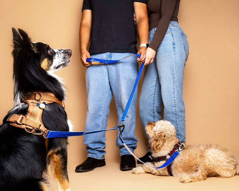 Dog portrait on a beige studio backdrop
