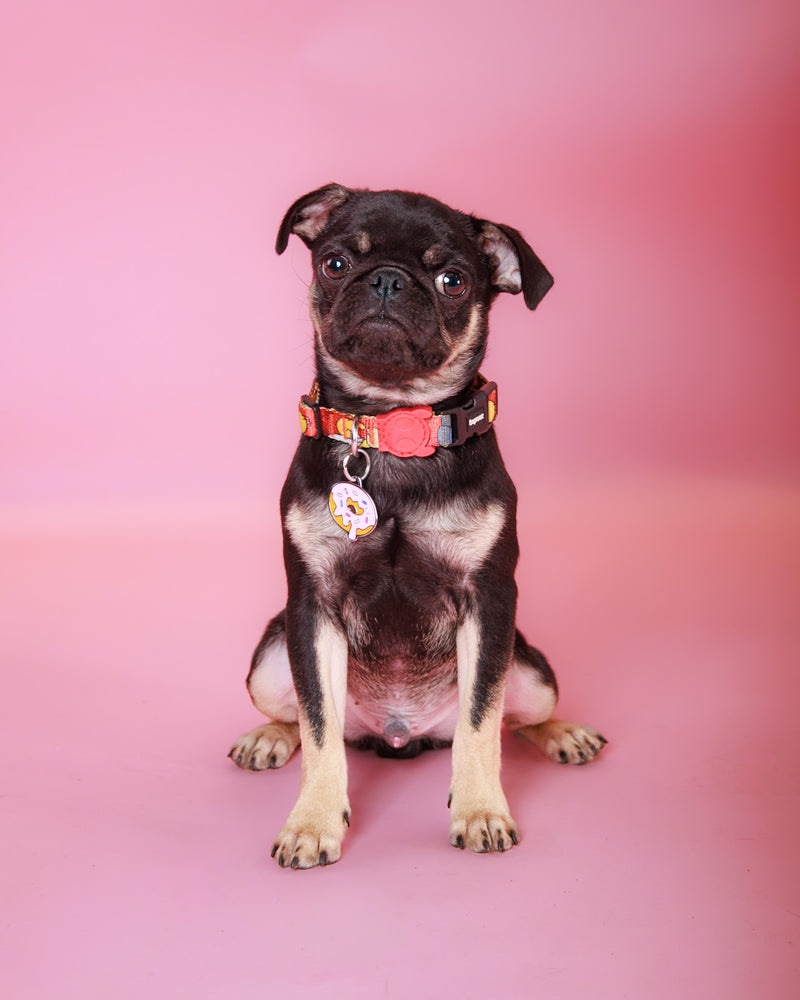 Modern indoor pet photography
