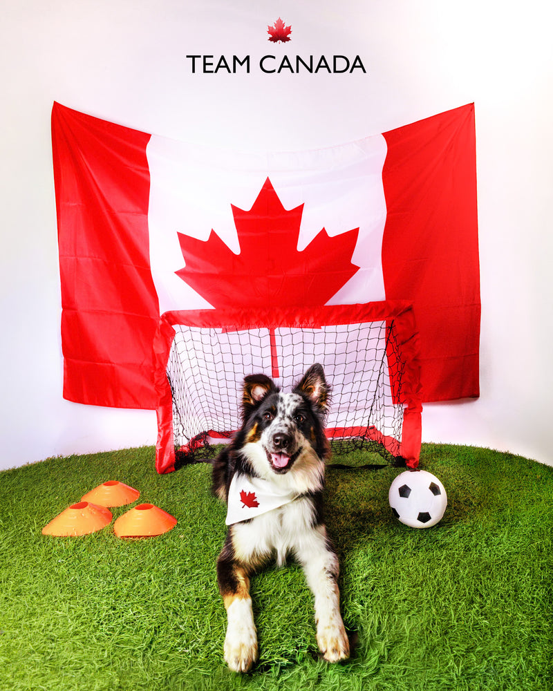 Toronto World Cup pet photography session
