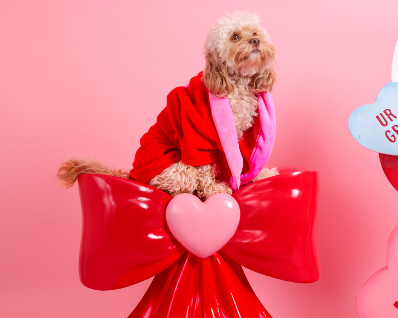 Studio pet photography for Valentine's Day
