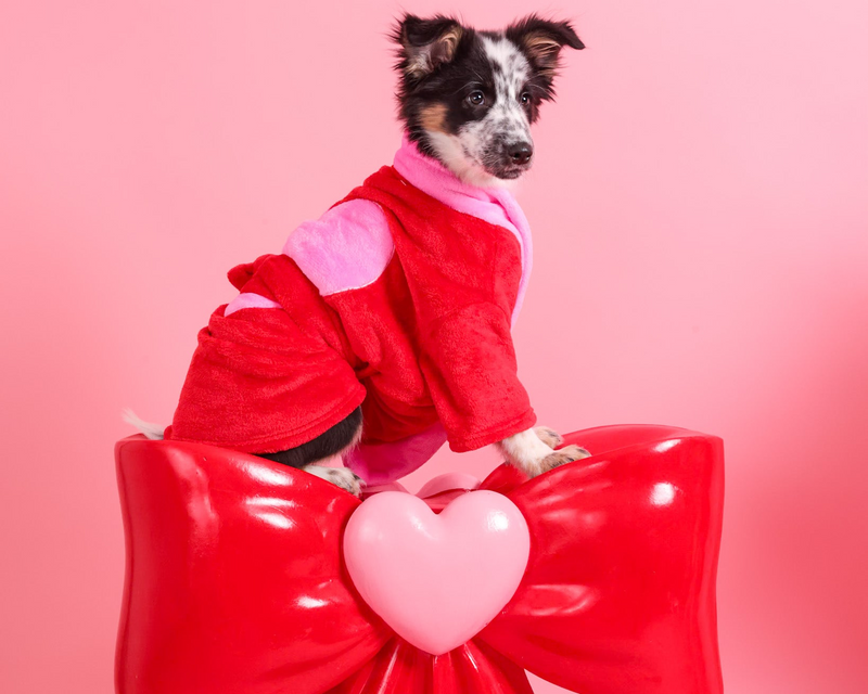 Elegant Valentine's pet portrait
