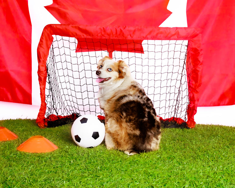 Professional World Cup pet photoshoot
