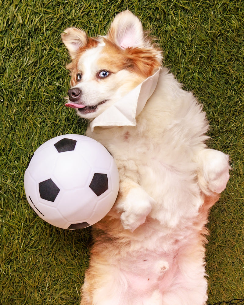 Soccer-themed pet photography in Toronto
