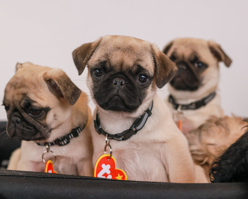 Toronto studio pet photography on a white backdrop
