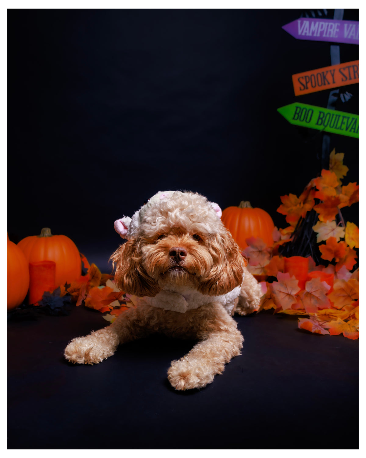 Halloween Pet Portrait Session