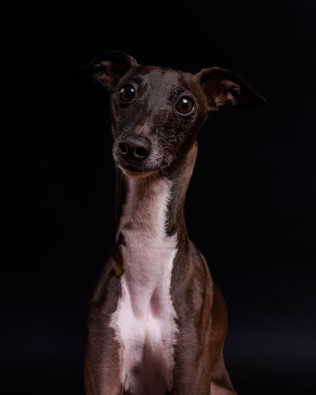 Pet Portrait Session