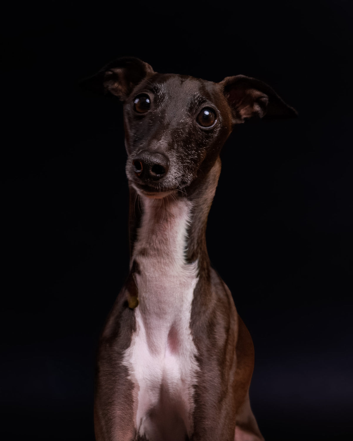 Pet Portrait Session