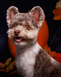 Halloween Pet Portrait Session