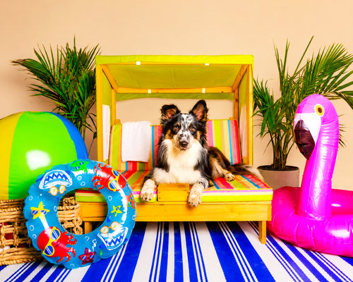 Summer Pet Portrait Session