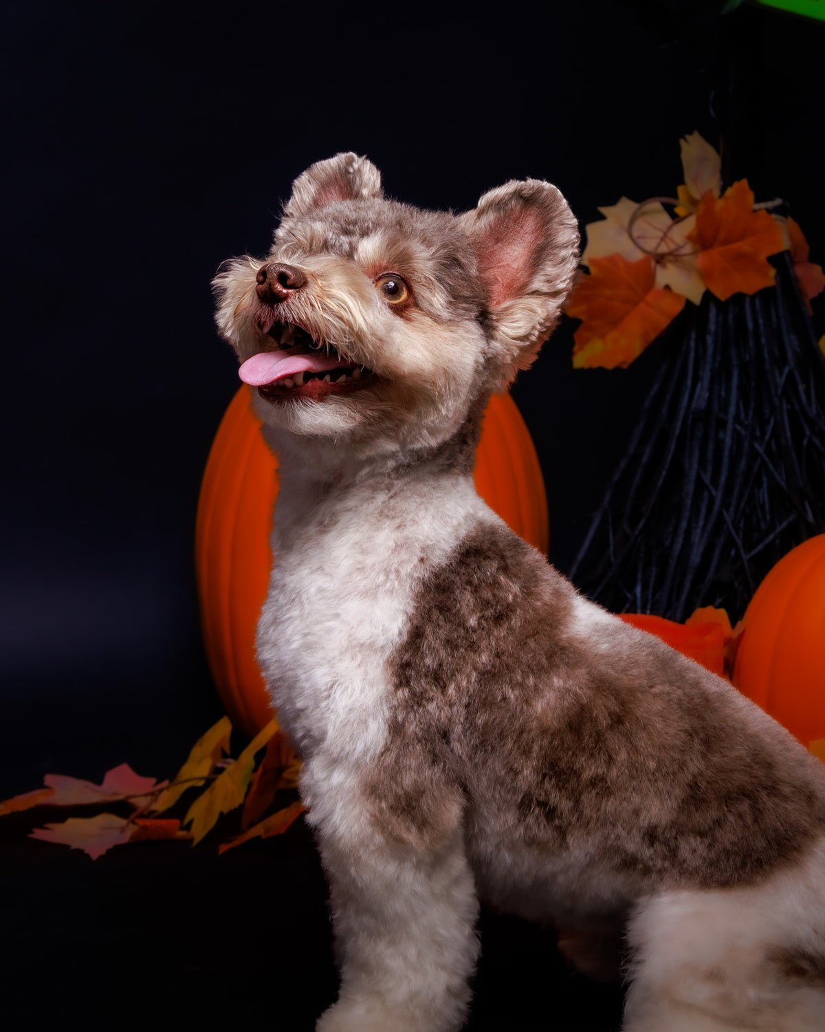 Halloween Pet Portrait Session