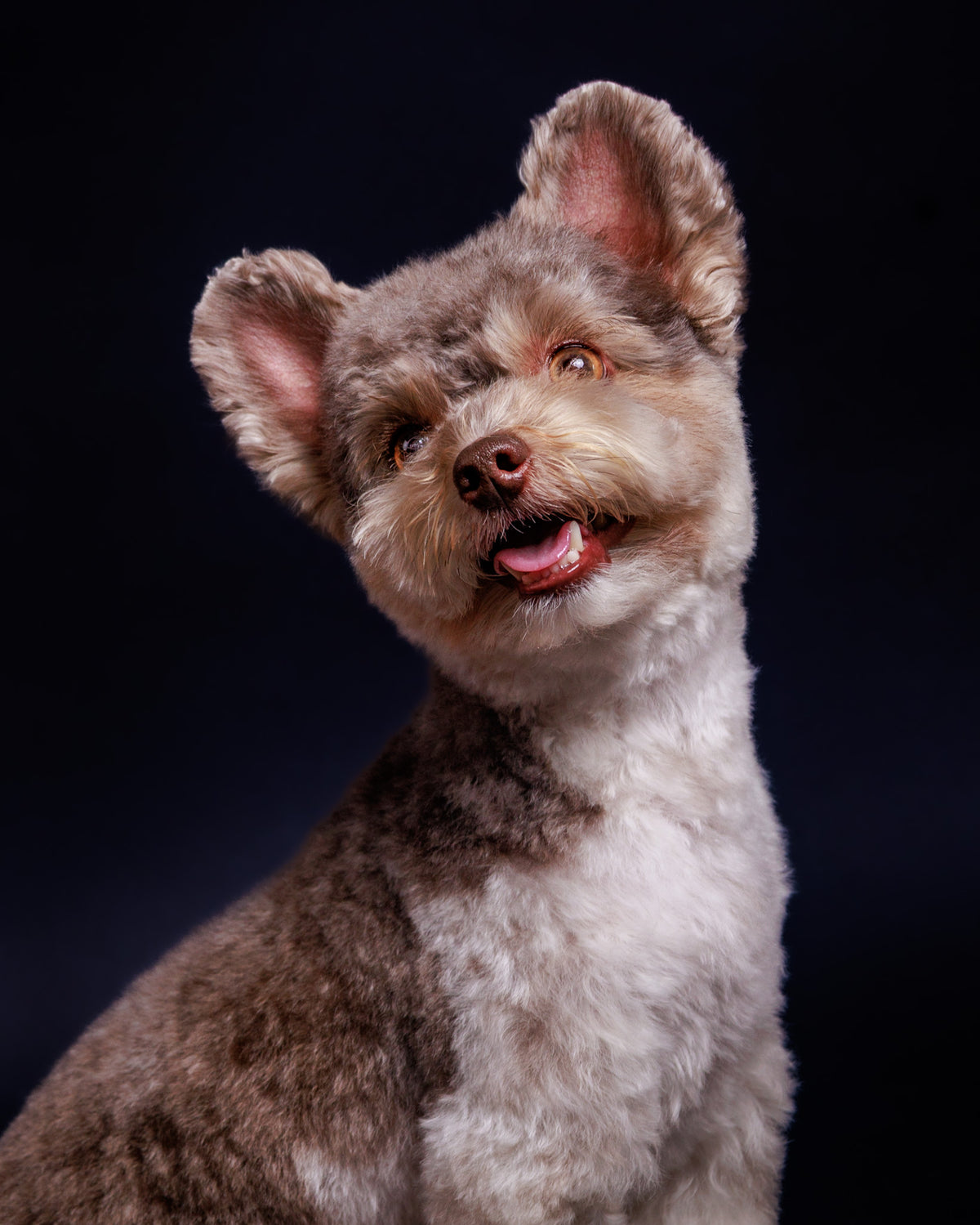 Pet Portrait Session