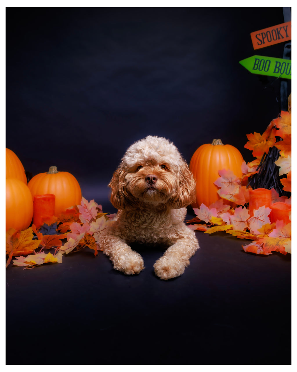 Halloween Pet Portrait Session