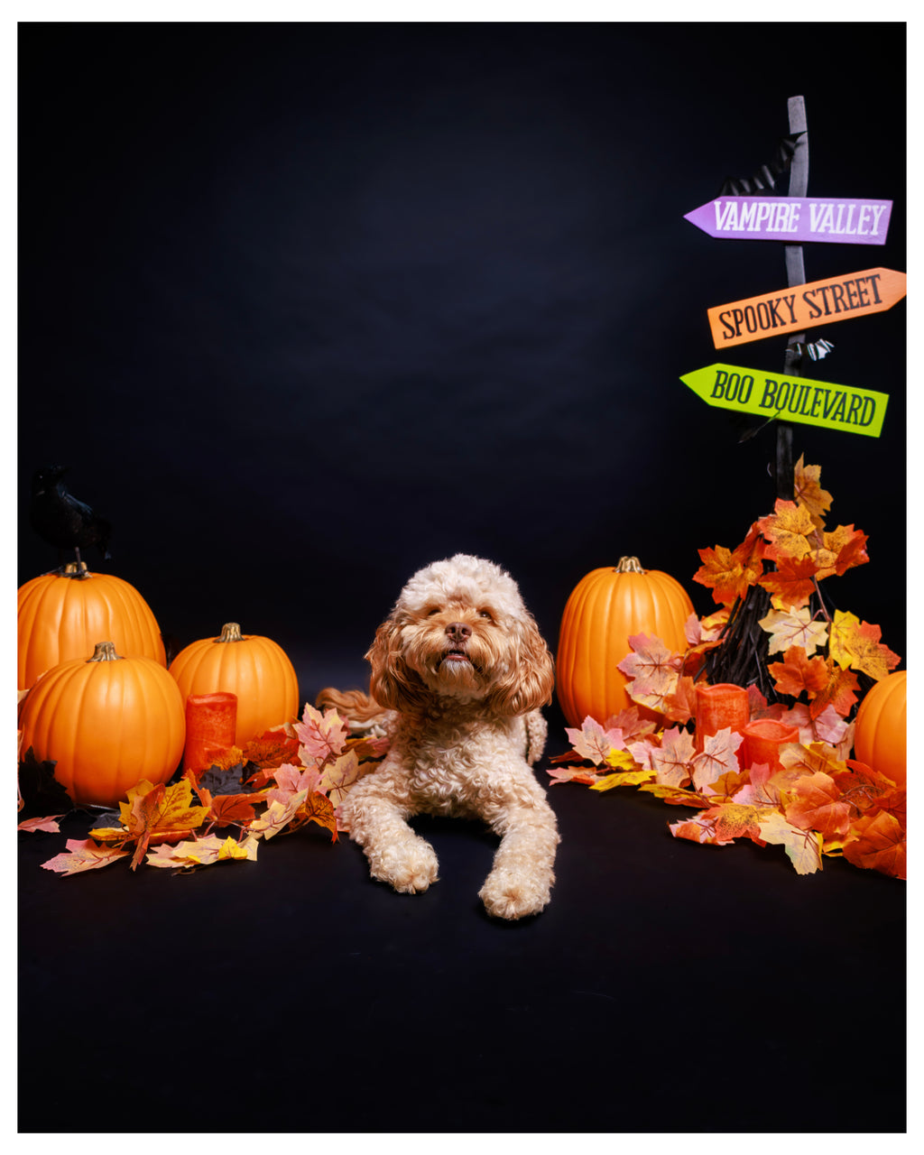 Halloween Pet Portrait Session