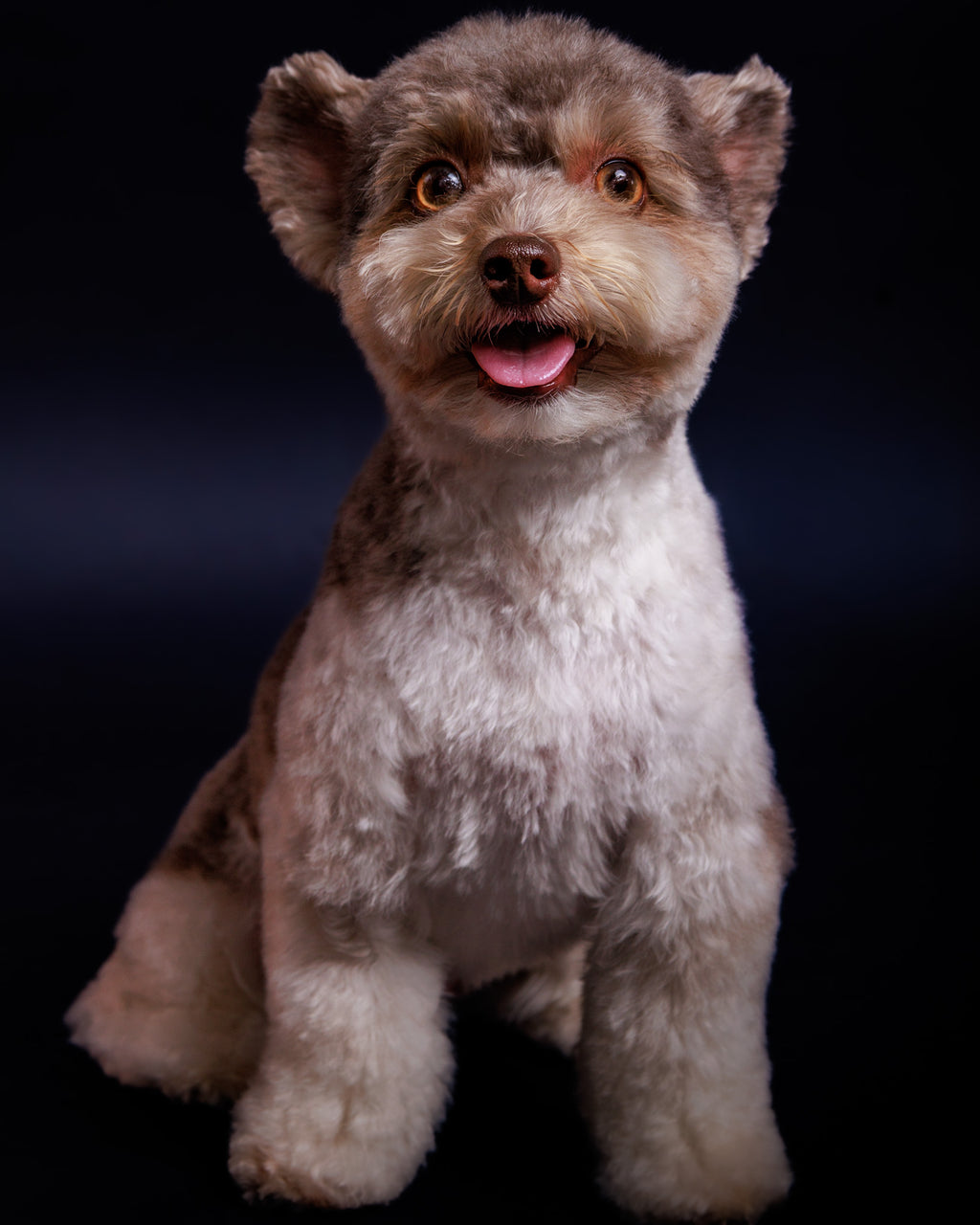 Pet Portrait Session