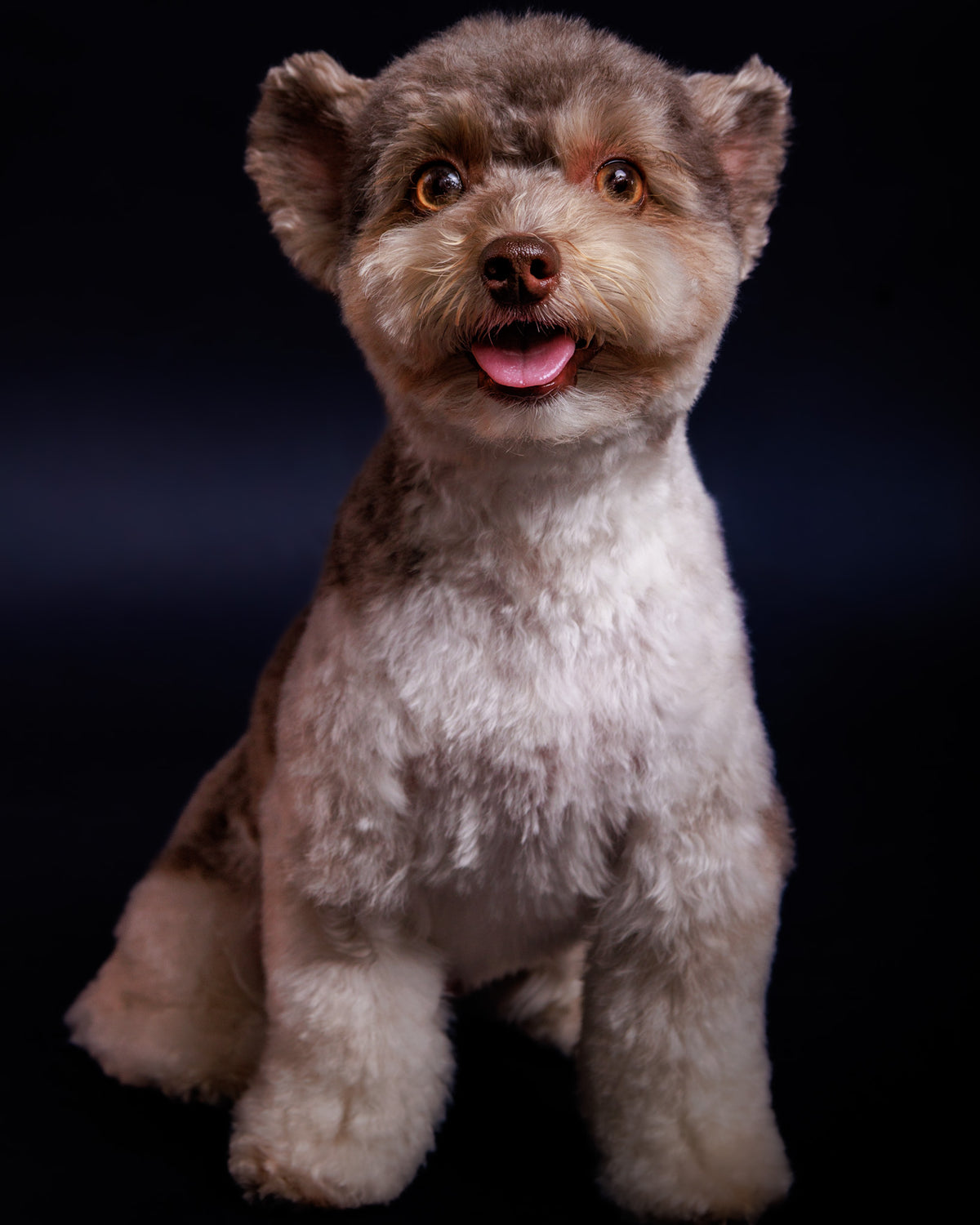Pet Portrait Session
