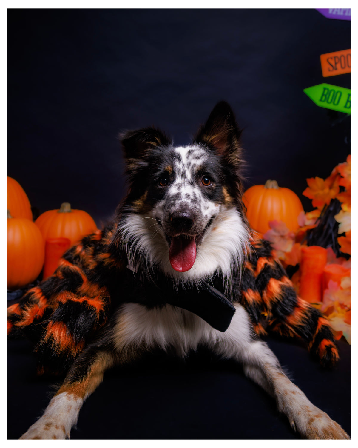 Halloween Pet Portrait Session