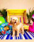 Summer Pet Portrait Session