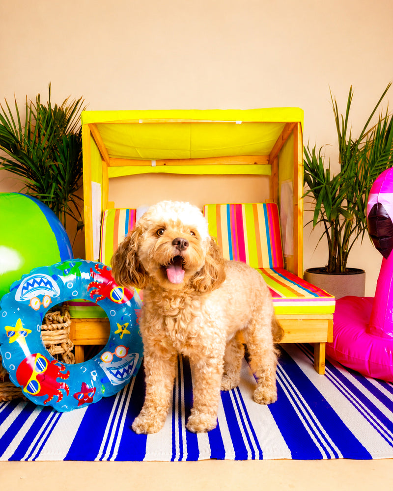 Professional summer pet portrait in Toronto
