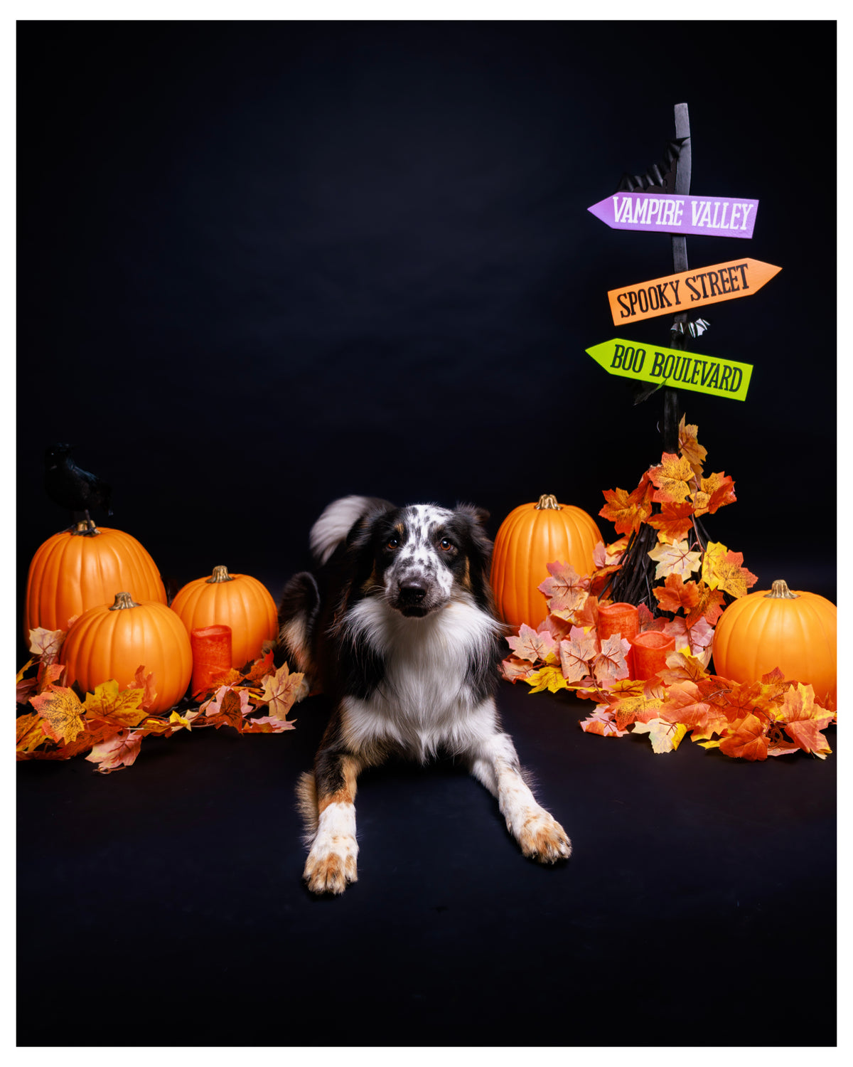 Halloween Pet Portrait Session