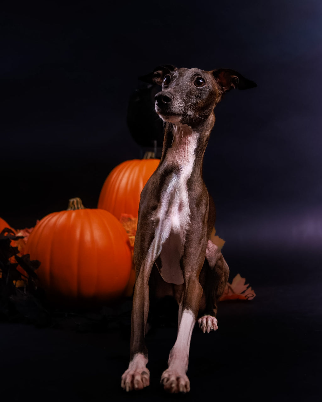 Halloween Pet Portrait Session