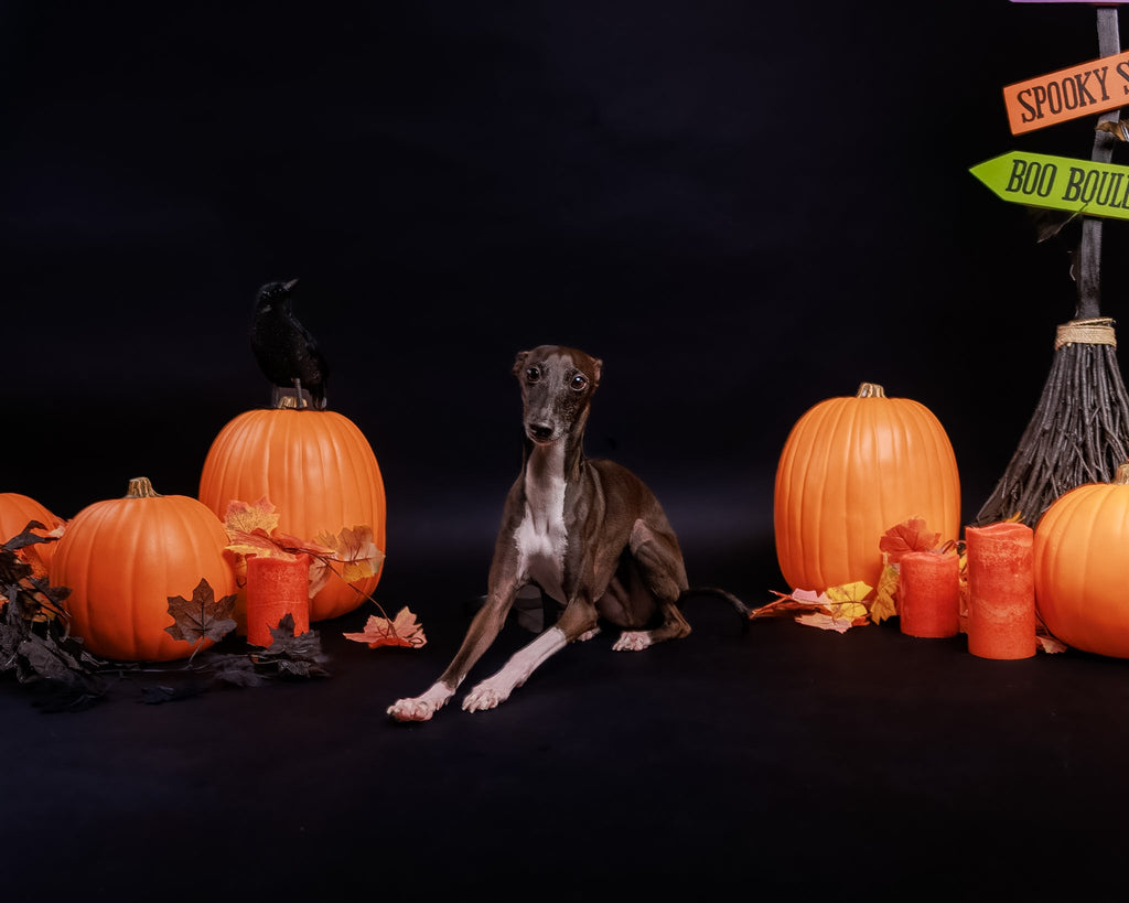 Halloween Pet Portrait Session